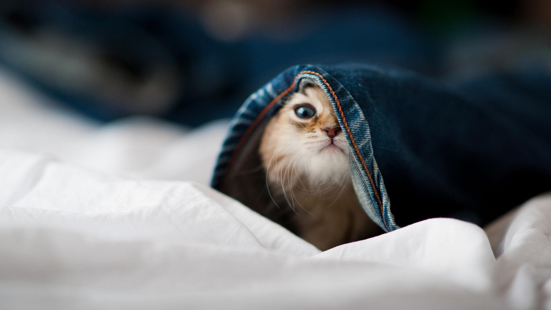 谁偷走了冠军的摇篮？鹈鹕压制广东，约基奇化身东方客场的关键先生